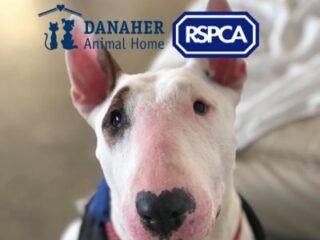 622_rspca-danaher